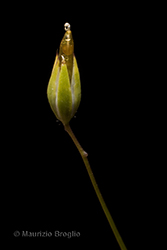 Immagine 5 di 8 - Sabulina tenuifolia (L.) Rchb.