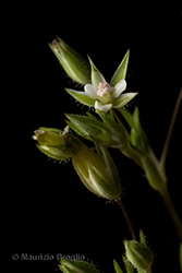 Immagine 7 di 8 - Sabulina tenuifolia (L.) Rchb.