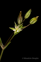 Immagine 8 di 8 - Sabulina tenuifolia (L.) Rchb.