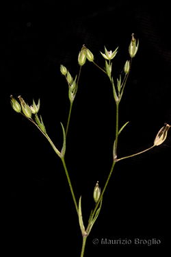 Sabulina tenuifolia (L.) Rchb.