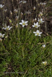 Immagine 2 di 4 - Sabulina verna (L.) Rchb.