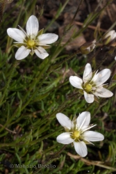 Immagine 4 di 4 - Sabulina verna (L.) Rchb.