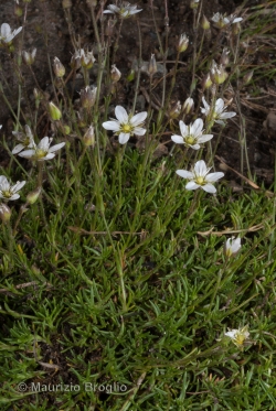 Sabulina verna (L.) Rchb.