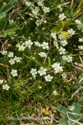 Immagine 1 di 6 - Sagina glabra (Willd.) Fenzl