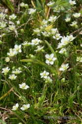 Immagine 2 di 6 - Sagina glabra (Willd.) Fenzl