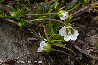 Immagine 5 di 6 - Sagina glabra (Willd.) Fenzl