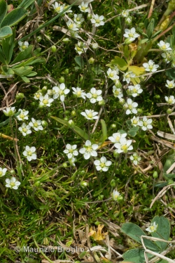 Sagina glabra (Willd.) Fenzl