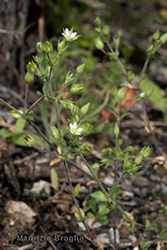 Immagine 1 di 5 - Arenaria serpyllifolia L.