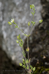 Immagine 2 di 5 - Arenaria serpyllifolia L.