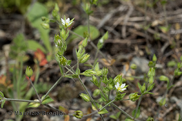 Immagine 3 di 5 - Arenaria serpyllifolia L.