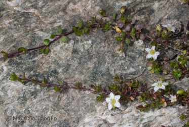 Immagine 1 di 5 - Arenaria biflora L.