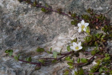 Immagine 3 di 5 - Arenaria biflora L.