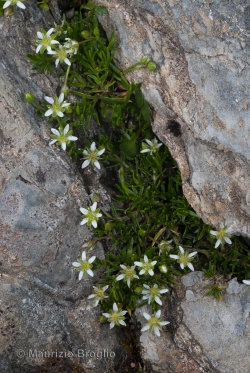 Moehringia ciliata (Scop.) Dalla Torre