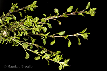 Immagine 2 di 8 - Stellaria pallida (Dumort.) Crép.