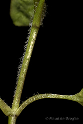 Immagine 3 di 8 - Stellaria pallida (Dumort.) Crép.