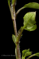 Immagine 4 di 8 - Stellaria pallida (Dumort.) Crép.