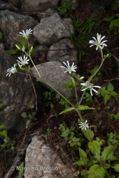 Immagine 1 di 4 - Stellaria nemorum L.