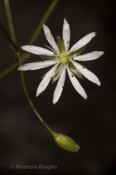 Immagine 5 di 5 - Stellaria graminea L.