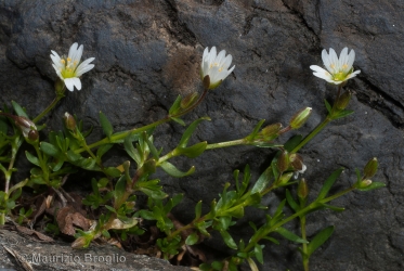 Immagine 2 di 3 - Cerastium cerastoides (L.) Britton