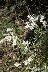 Immagine 4 di 6 - Cerastium tomentosum L.