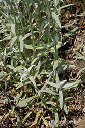 Immagine 6 di 6 - Cerastium tomentosum L.