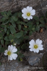 Immagine 4 di 4 - Cerastium latifolium L.