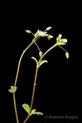 Immagine 1 di 8 - Cerastium semidecandrum L.