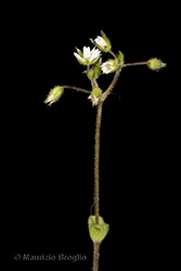 Immagine 3 di 8 - Cerastium semidecandrum L.