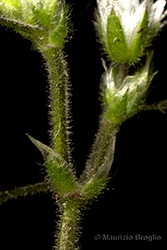 Immagine 7 di 8 - Cerastium semidecandrum L.