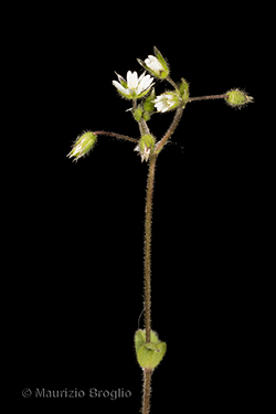 Cerastium semidecandrum L.