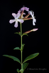 Immagine 1 di 2 - Saponaria officinalis L.