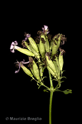 Immagine 3 di 4 - Saponaria officinalis L.