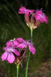 Immagine 2 di 5 - Dianthus carthusianorum L.
