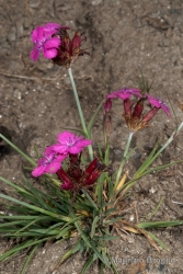 Immagine 4 di 5 - Dianthus carthusianorum L.