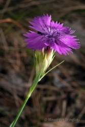 Immagine 1 di 4 - Dianthus seguieri Vill.