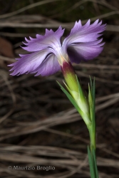 Immagine 2 di 4 - Dianthus seguieri Vill.
