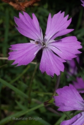 Immagine 4 di 4 - Dianthus furcatus Balb.