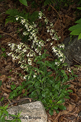 Immagine 7 di 7 - Silene nutans L.