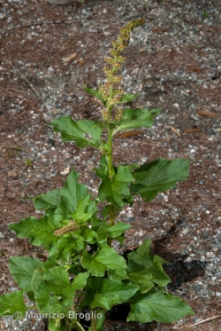Blitum bonus-henricus (L.) Rchb.