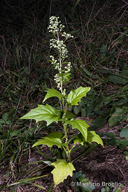 Chenopodiastrum hybridum (L.) S. Fuentes, Uotila & Borsch