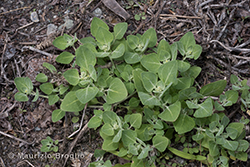 Chenopodium vulvaria L.
