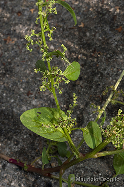 Lipandra polysperma (L.) S. Fuentes, Uotila & Borsch