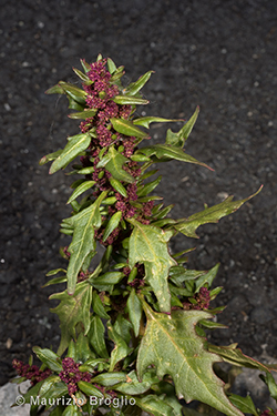 Oxybasis rubra (L.) S. Fuentes, Uotila & Borsch