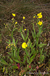 Immagine 4 di 6 - Tuberaria guttata (L.) Fourr.