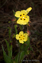 Immagine 5 di 6 - Tuberaria guttata (L.) Fourr.