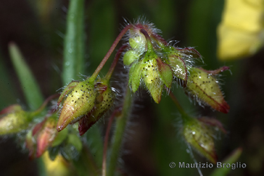 Immagine 6 di 6 - Tuberaria guttata (L.) Fourr.