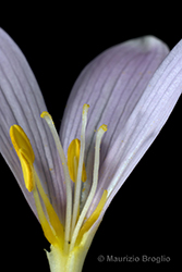Immagine 3 di 4 - Colchicum alpinum DC.