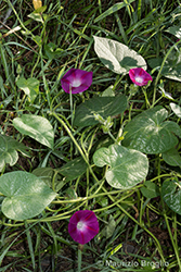 Immagine 2 di 5 - Ipomoea purpurea (L.) Roth