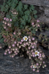 Immagine 2 di 6 - Sedum dasyphyllum L.