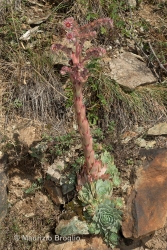 Immagine 1 di 3 - Sempervivum alpinum Griseb. & Schenk